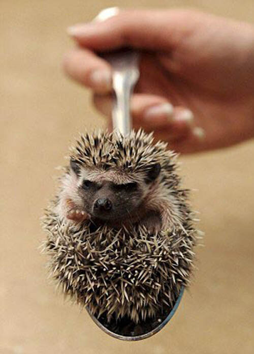 Фото Яндекс картинки