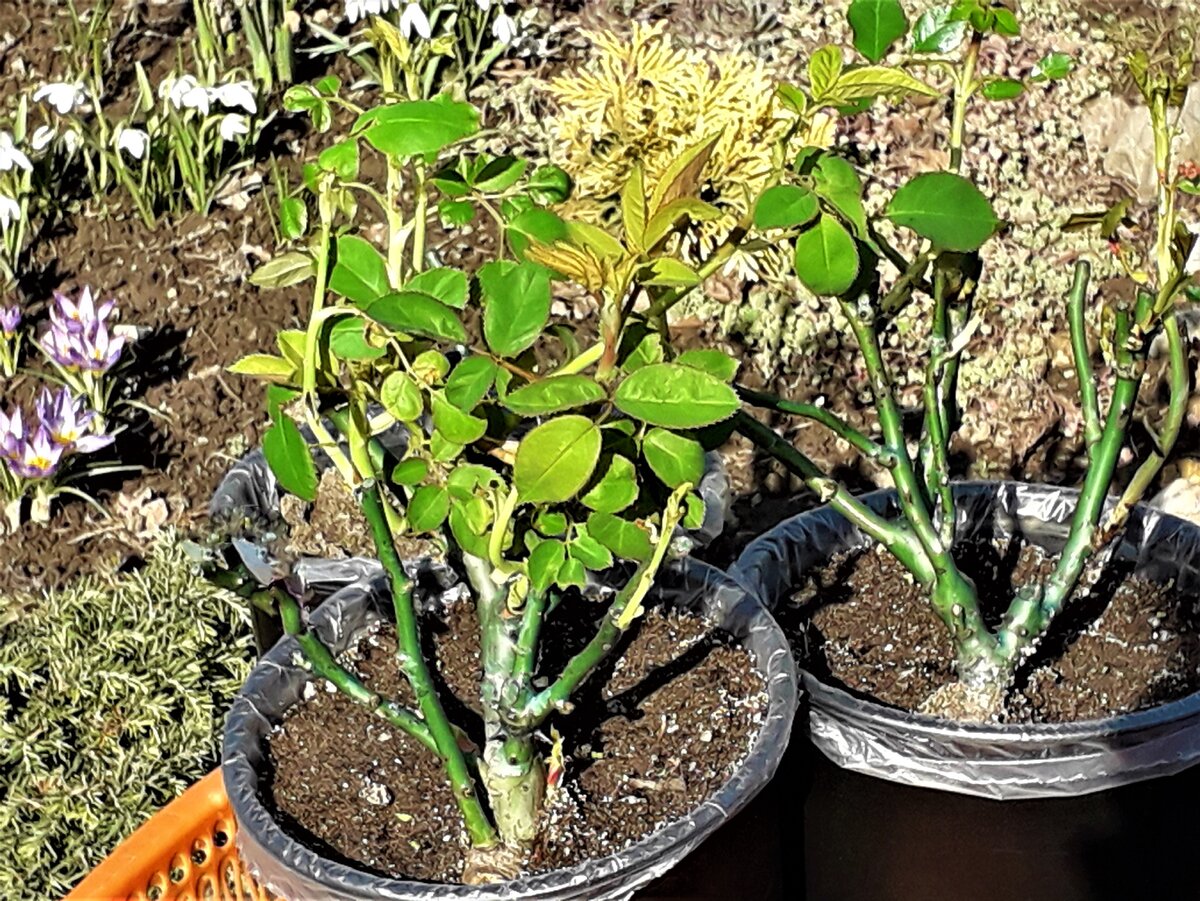 11 апреля 2019 года. Прошло 3 недели после пересадки. Фото автора