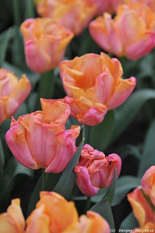 Тюльпан Astronaut Andre Kuipers