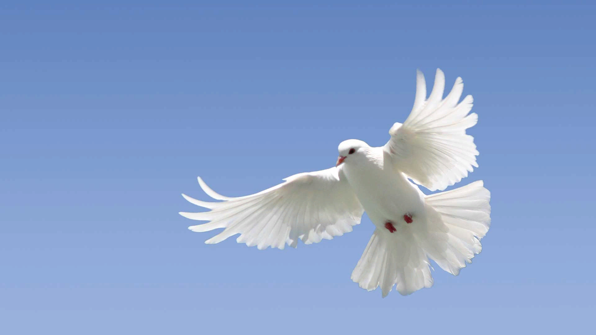 небесный голубь