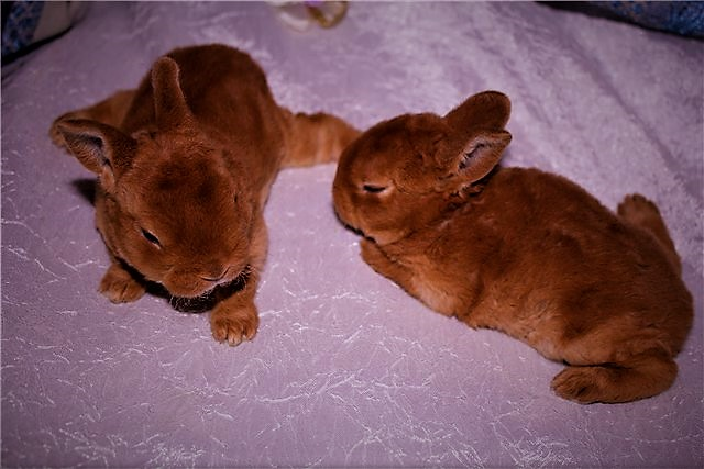 Совсем малышня  (Фотография взята из открытых источников Яндекс.Картинки)