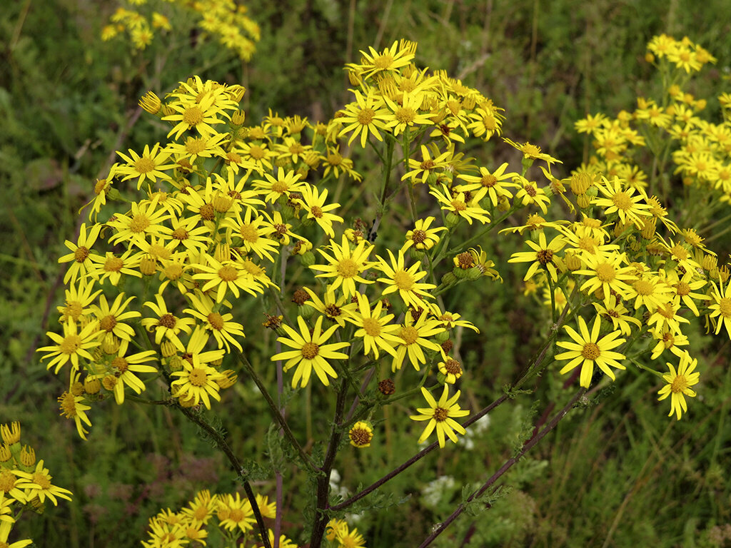 Крестовник луговой.