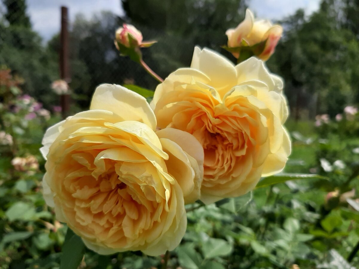 Роза английская тизинг джорджия фото и описание