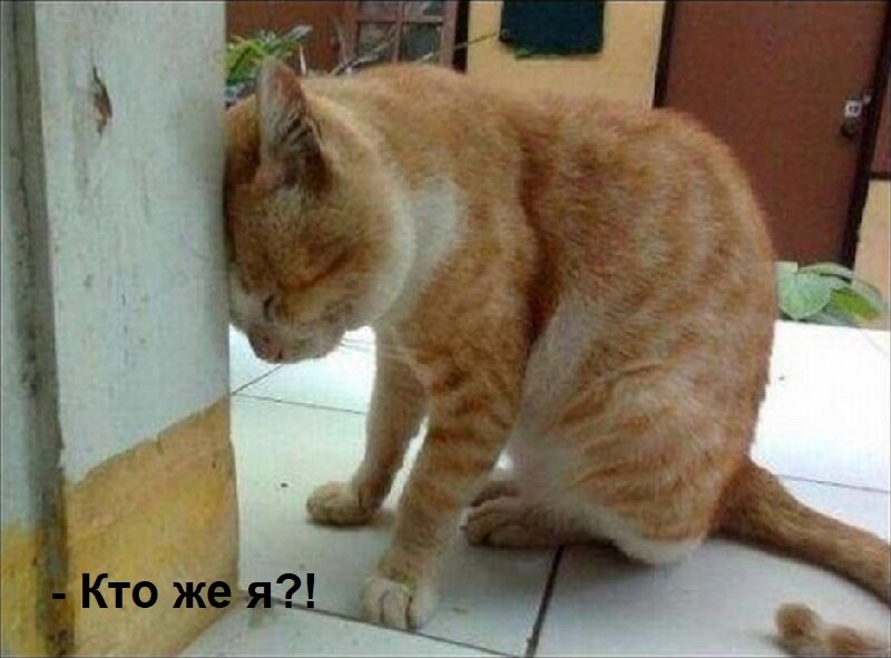 Фото: https://postila.ru/post/66099971