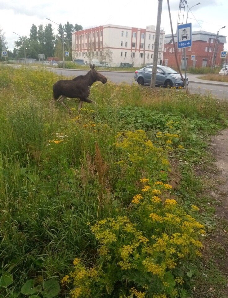 Фото: “Пушкин/Царское село”