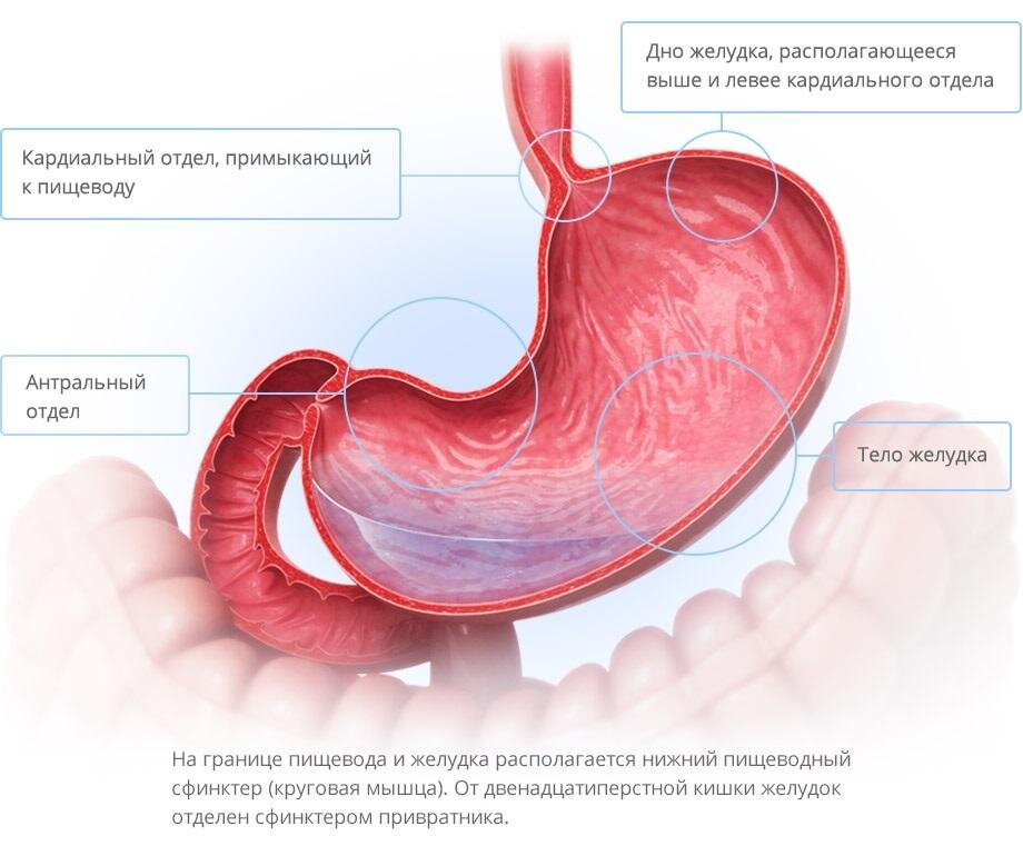 Повышенное чувство голода