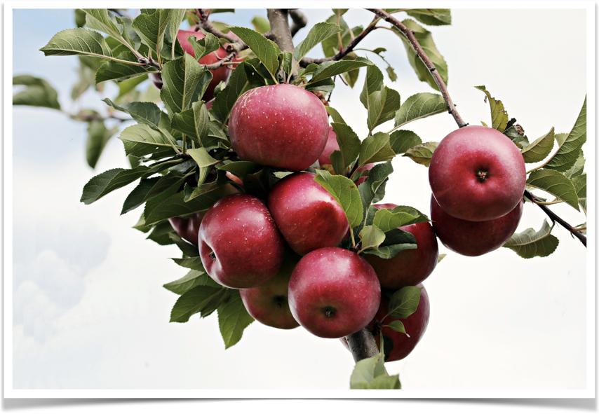 apple ['æpl] яблоко orange [‘ɔrɪnʤ] апельсин banana [bə’nɑːnə] банан  pear [peə] груша  grapes [greɪps] виноград  lemon [‘lemən] лимон apricot [‘eɪprɪkɔt] абрикос melon [‘melən] дыня watermelon...-2