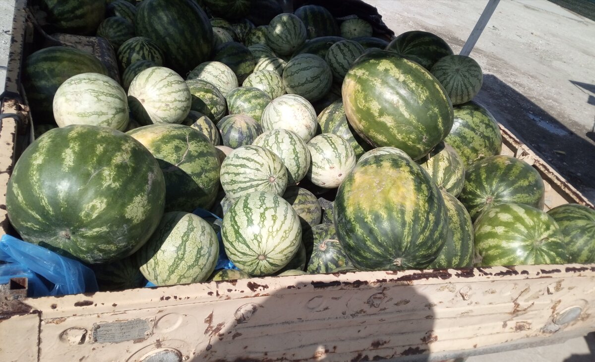 Светлые арбузы - без косточек