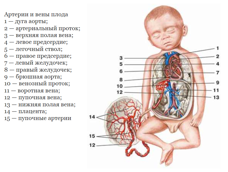 Строение органов у ребенка. Строение тела младенца. Внутренние органы новорожденного. Структура ребенка внутренние органы.