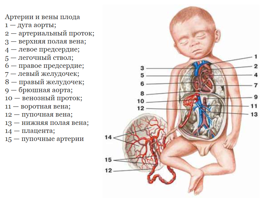 Фото с сайта anatomcom.ru