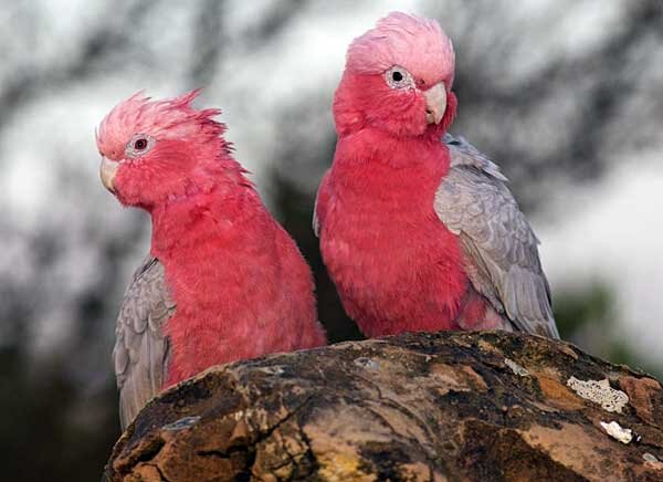 Розовый какаду. Источник фото: travellerhints.com