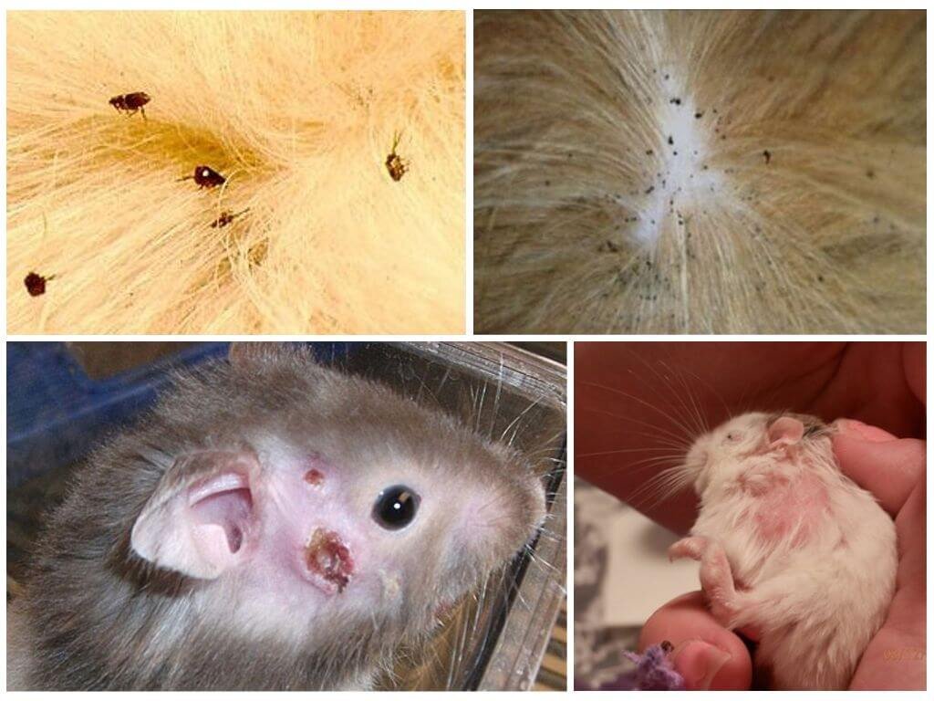 Блохи у хомяков.