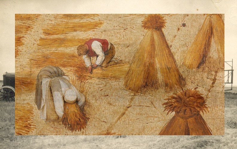      Фрагмент картины Питера Брейгеля Старшего «Жатва» (1565 г.) 