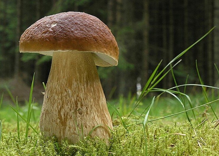 Белый гриб или Боровик