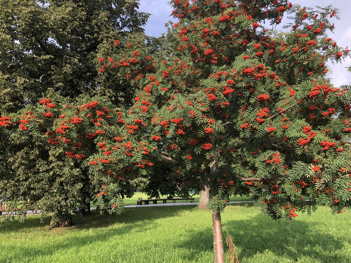 Рябина обыкновенная Sorbus aucuparia