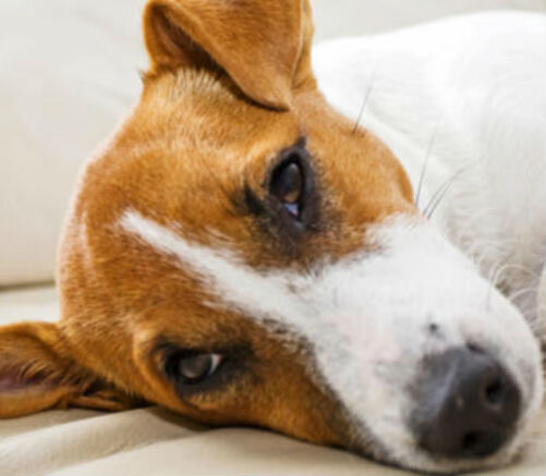 Вялость у собаки - возможные причины и действия владельца | Лапа помощи |  Дзен