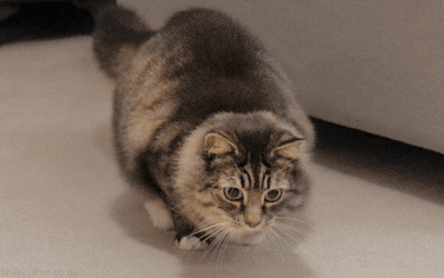 Почему кошка мяукает и поднимает зад?