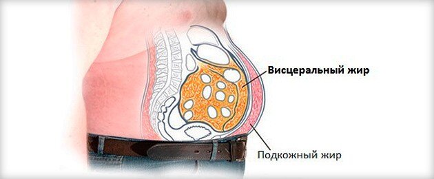 висцеральный жир считается виновником и маркером нарушенного метаболизма