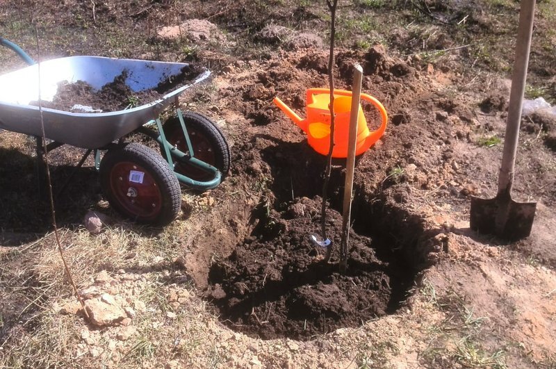 Посадка груши в посадочную яму.