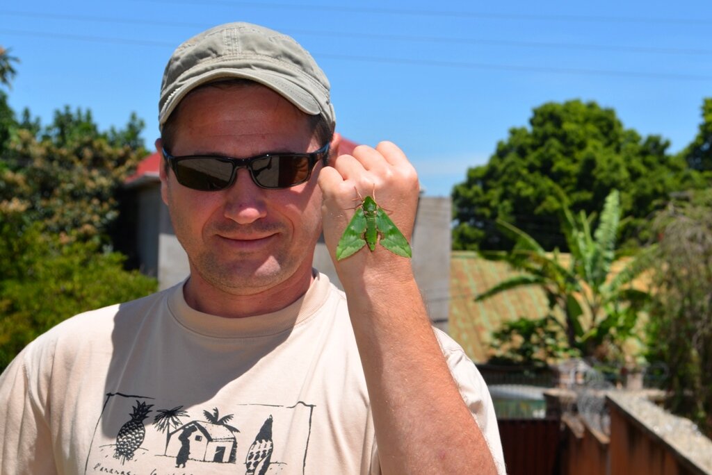 2. Euchloron megaera (Linnaeus, 1758). В Антанариву.

