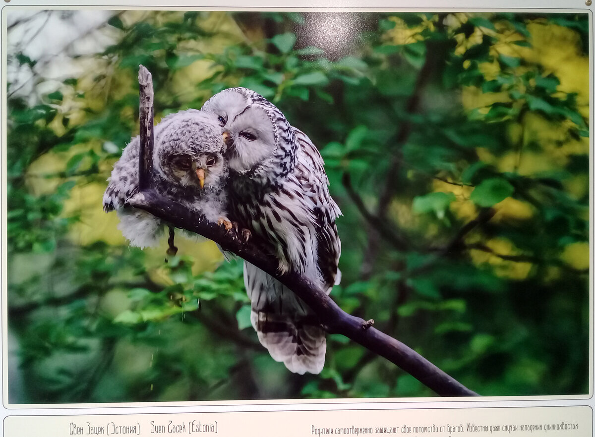 Не думала, что разрешат фотографировать, не взяла фотоаппарат (снимала с телефона)