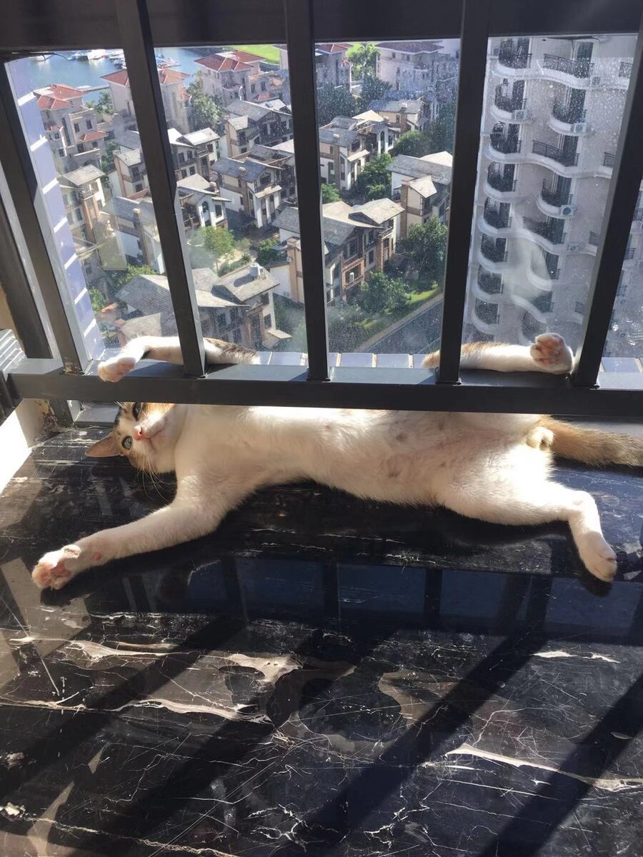 Наш кот Васька Ван