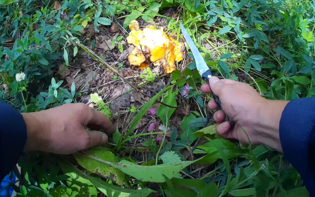 Грибы в траве под листьями, не сразу и заметишь!