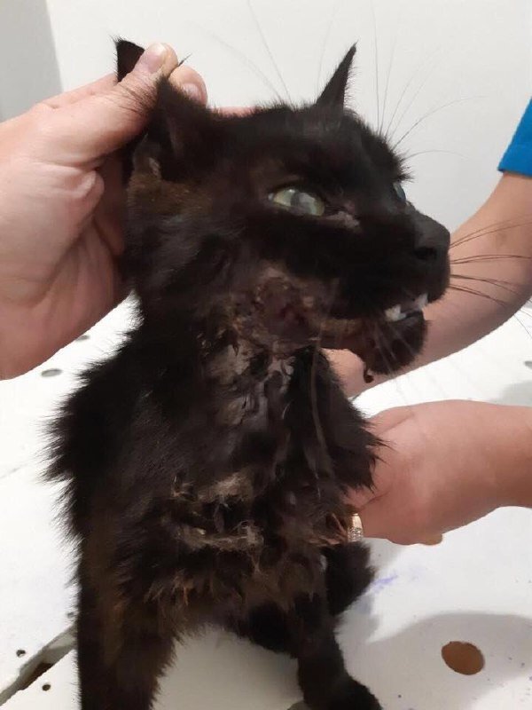 котика доставили врачам, для оказания первой помощи 