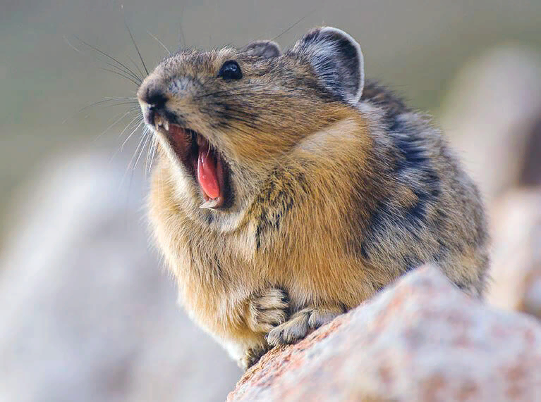 Pika. Илийская пищуха. Пищухи зайцеобразные. Алтайская пищуха. Американская пищуха пика