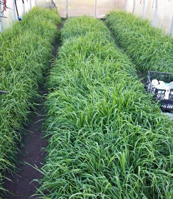 Сидерат в теплице. 