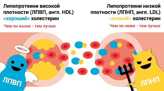 Холестерина больше не нужно бояться