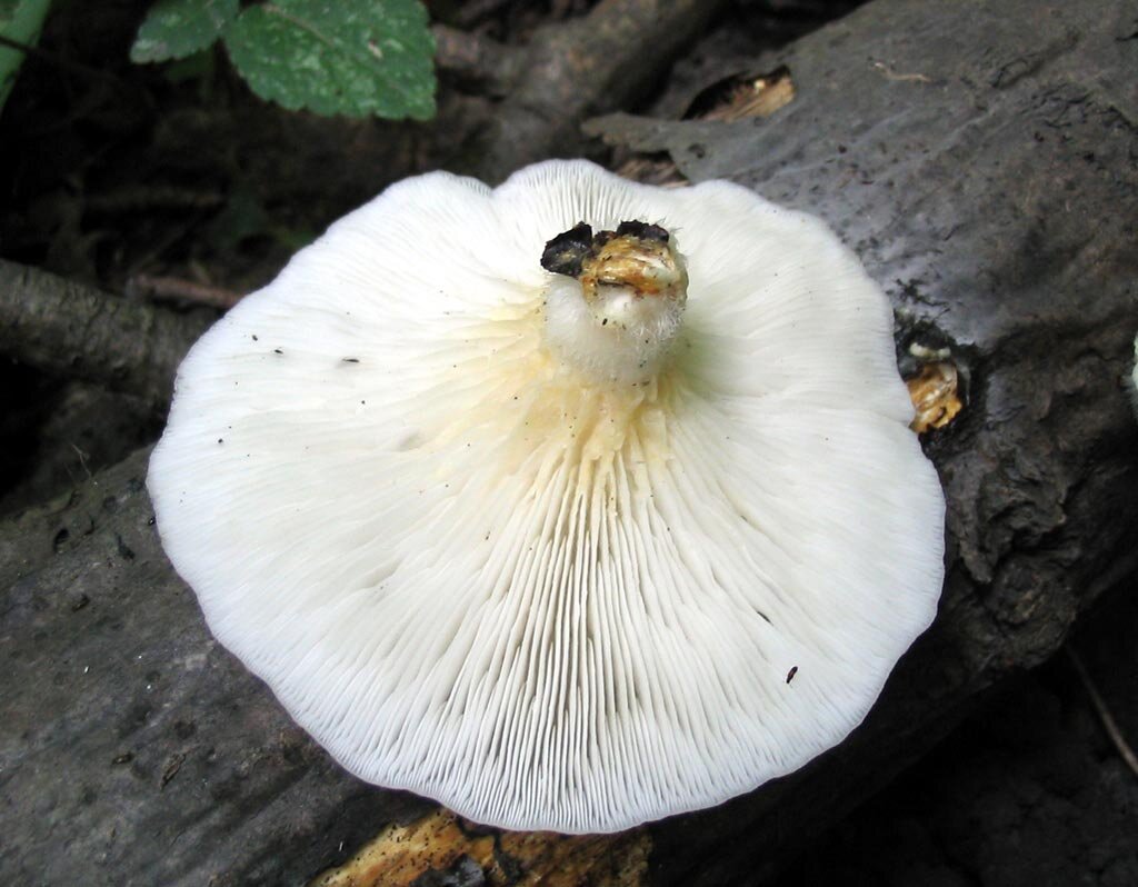 Думали, шутка про ногу? Нет. Ее, кстати, стоит отрезать (фото И.Лебединского)