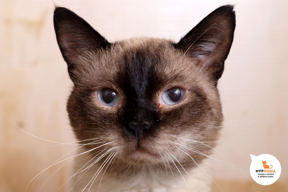 возраст – 2 года