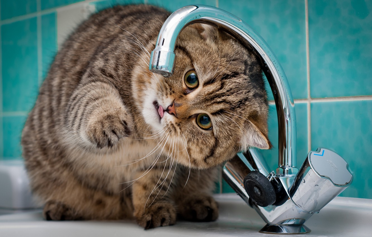 Милый котик из Яндекс.картинок - обязательное украшение любой статьи на Дзене