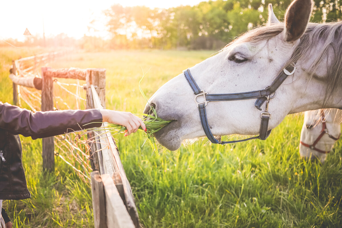 https://picjumbo.com/girl-feeding-a-gorgeous-white-horse-with-grass/