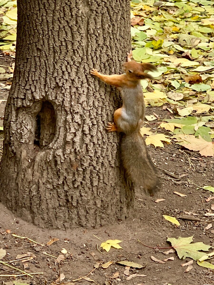 "Вообще-то они большая редкость, на грани исчезновения," –– сообщает мне обитательница Глазго. 