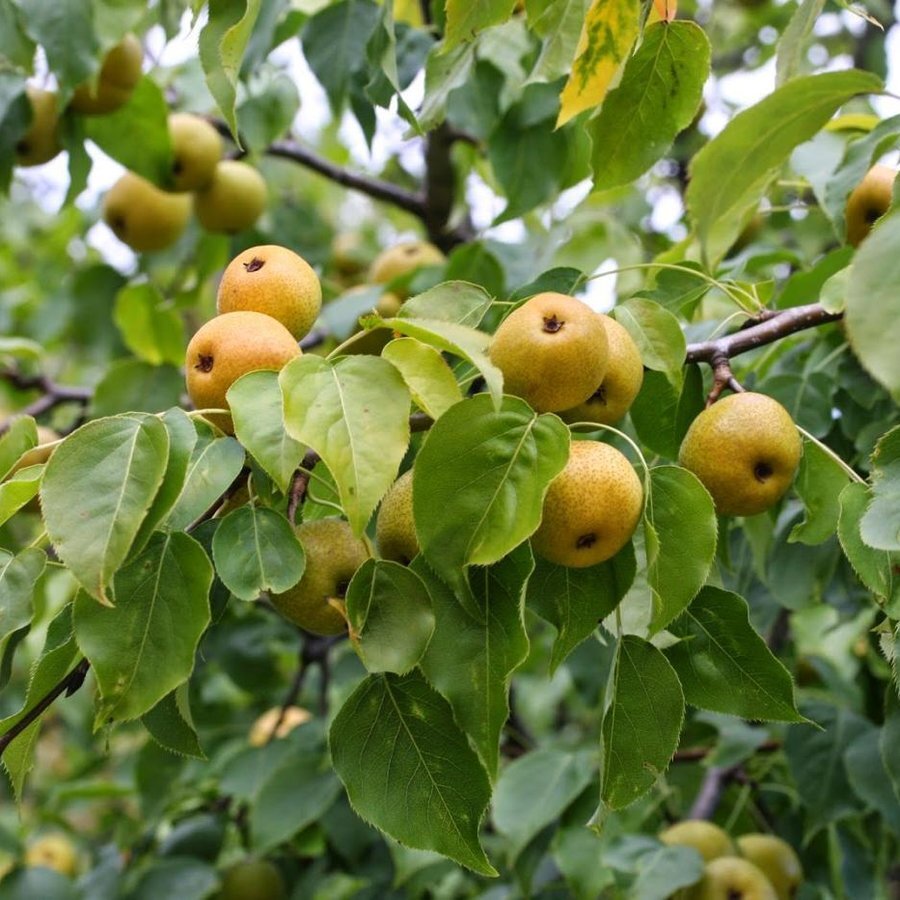 Уссурийская груша описание сорта фото