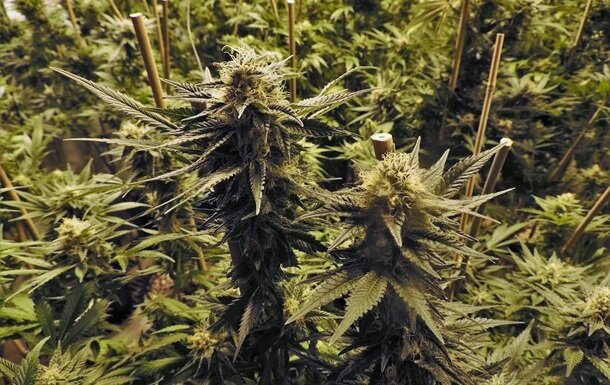 Шишки растения. Источник Яндекс картинки.