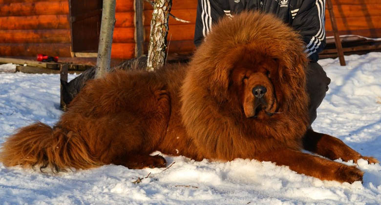 Взято из интернета