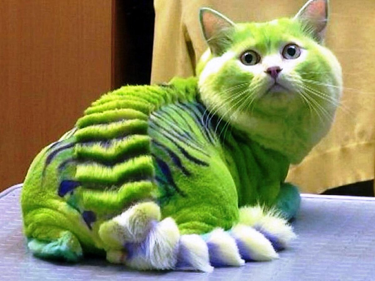 Окрашивание кошек
