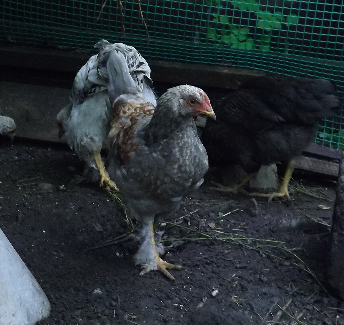 Вот и будущий самый крупный красавчик-петушок.