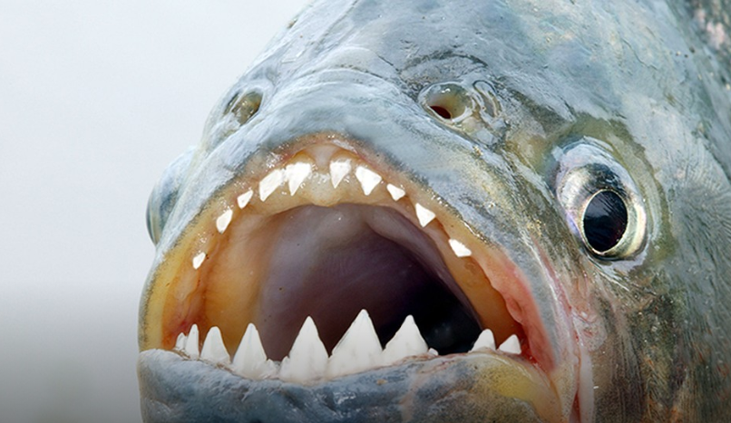 пиранья, фото kp.by/online/news/1636443/