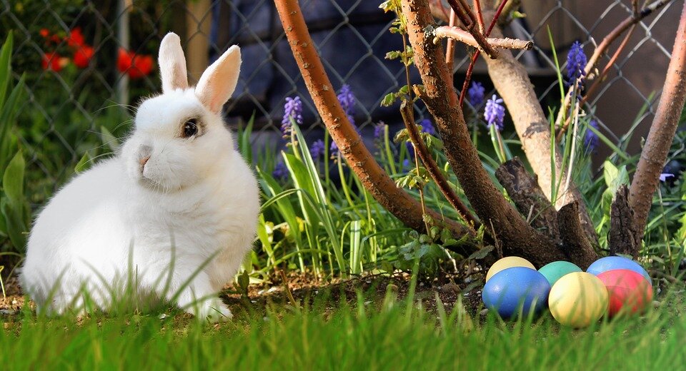 Источник: https://cdn.pixabay.com/photo/2017/03/25/09/56/easter-2173193_960_720.jpg