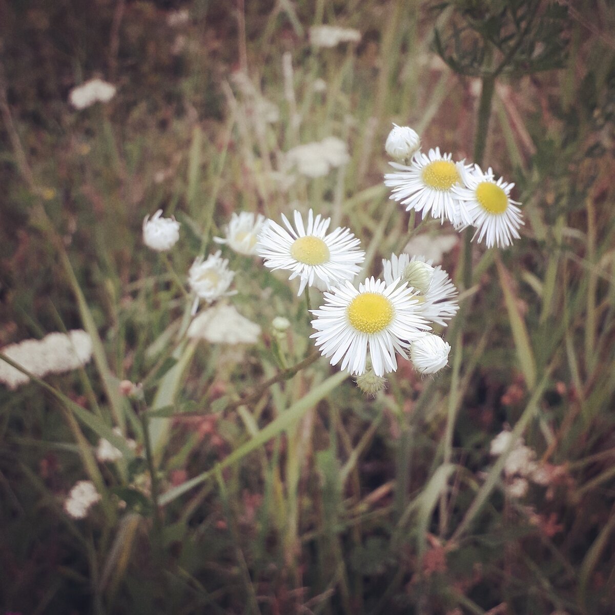 Ромашка пахнет медом.
