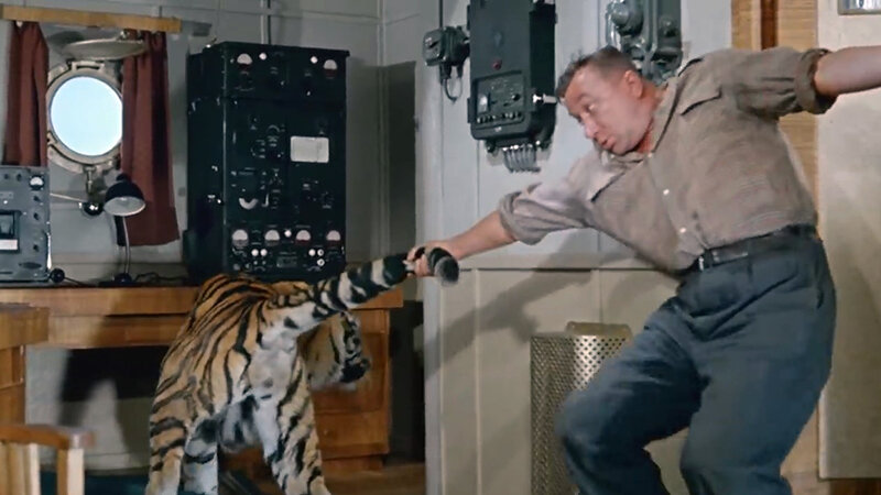 Алексей Смирнов дергает тигра за хвост. Кадр из фильма "Полосатый рейс"