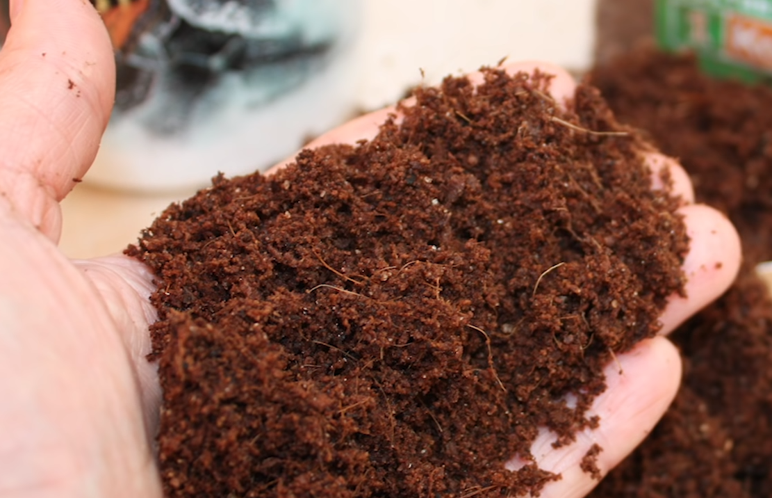 размоченный орехнин