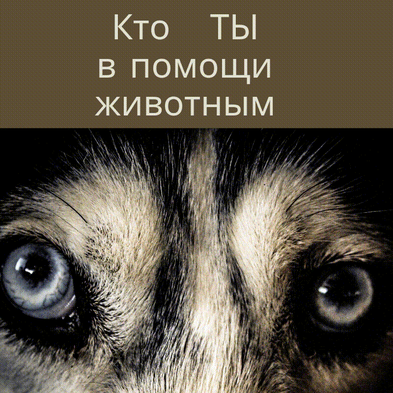 Для тех, кто волнуется за судьбы бессловесных существ и помогает им.    