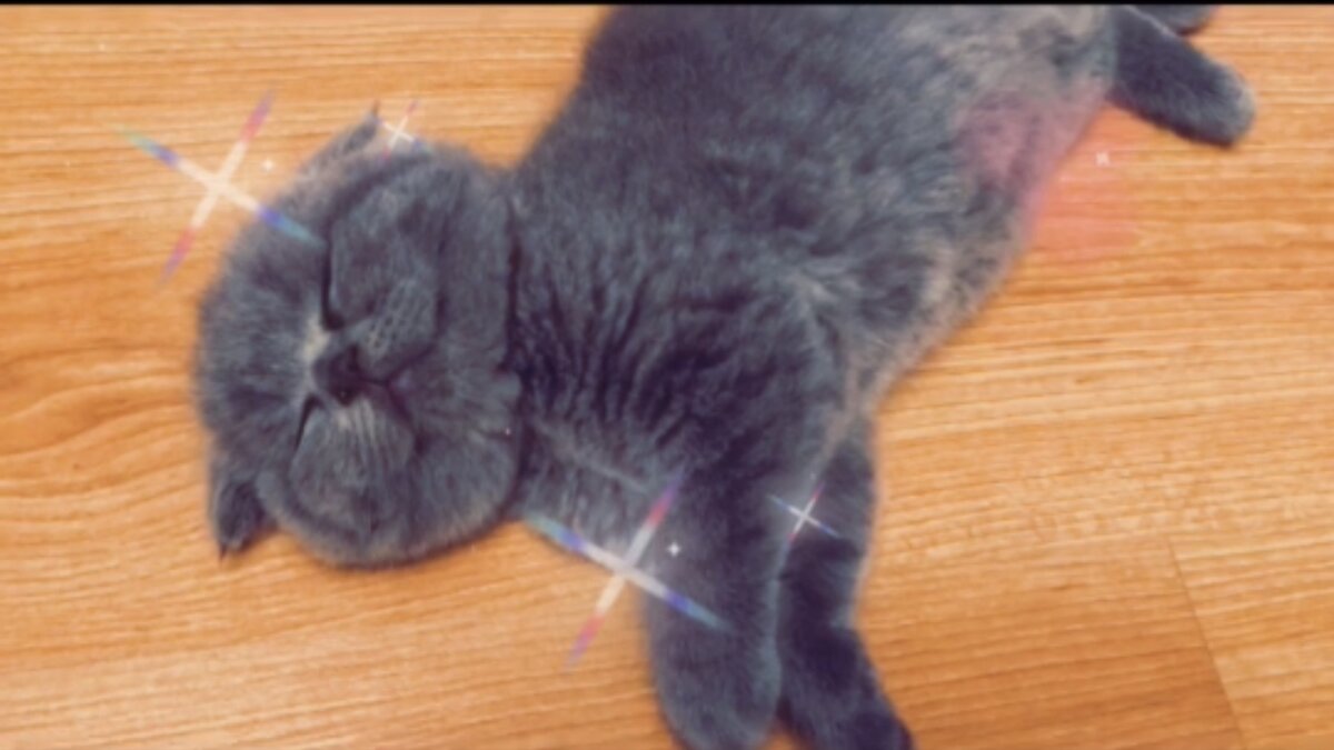 Примерно так я выгляжу, если покушал консервочки - кот Космос