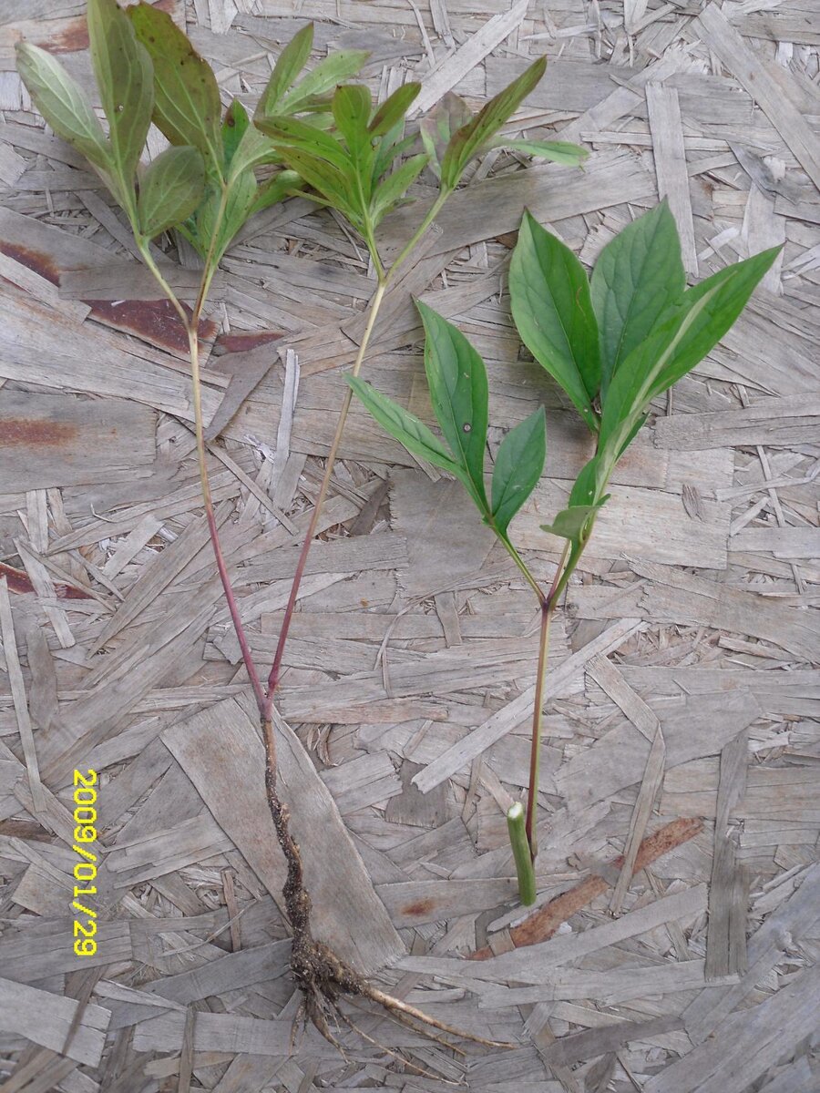 Справа, то что было посажено, слева,  то что выросло за год