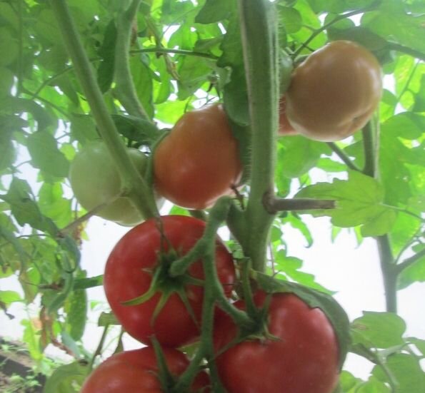 Фото: Яндекс Картинки. Томаты "Бонония"